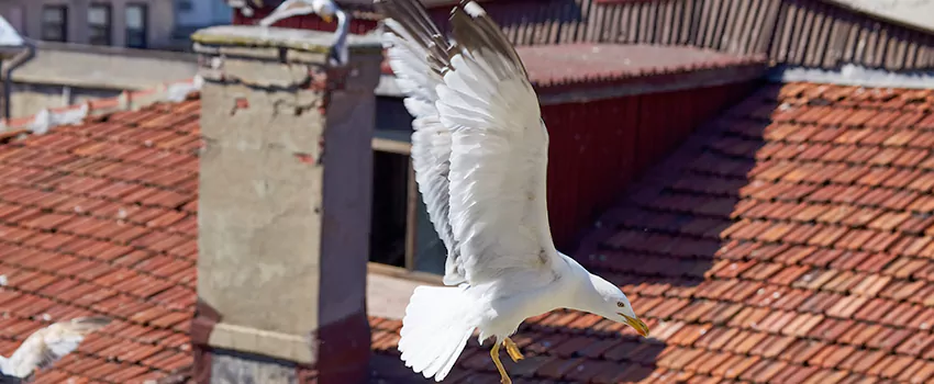 Residential Chimney Animal Removal Solution in Sikeston, MO
